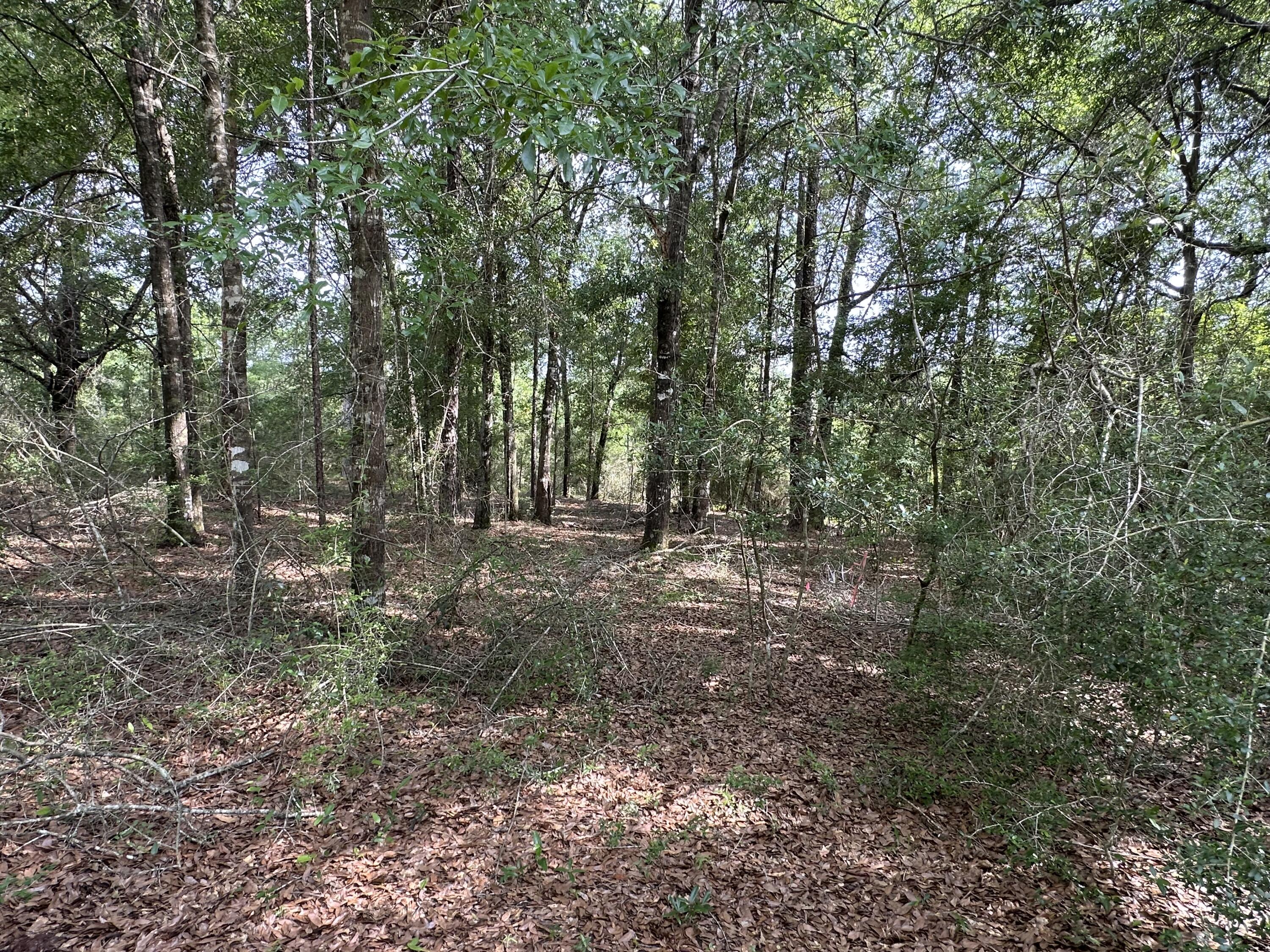 80-ac Old River Road Baker, FL 32531 - Photo 38 of 52 a view of a forest with trees in the background