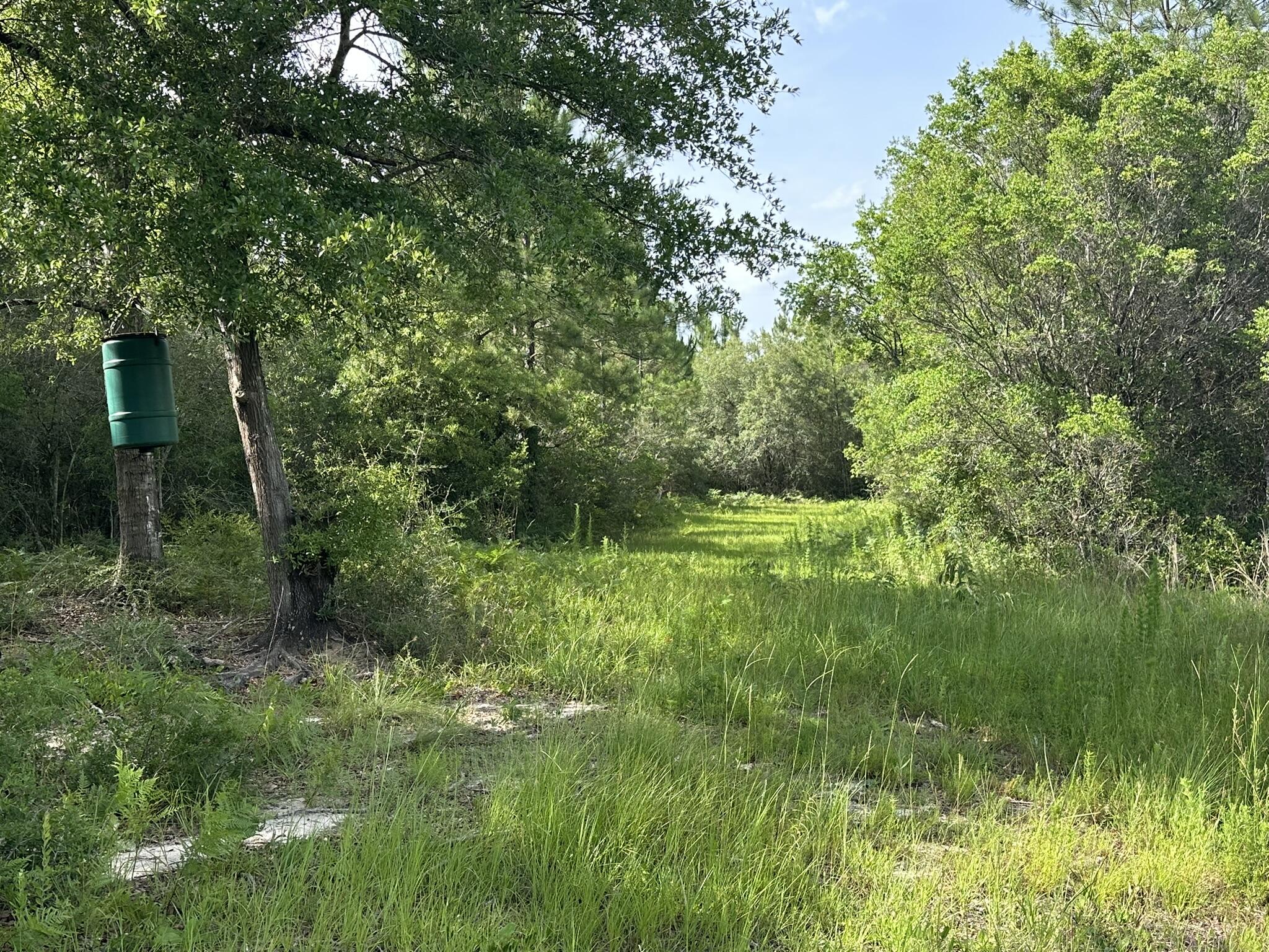 80-ac Old River Road Baker, FL 32531 - Photo 5 of 52 a big yard with lots of green space and plants