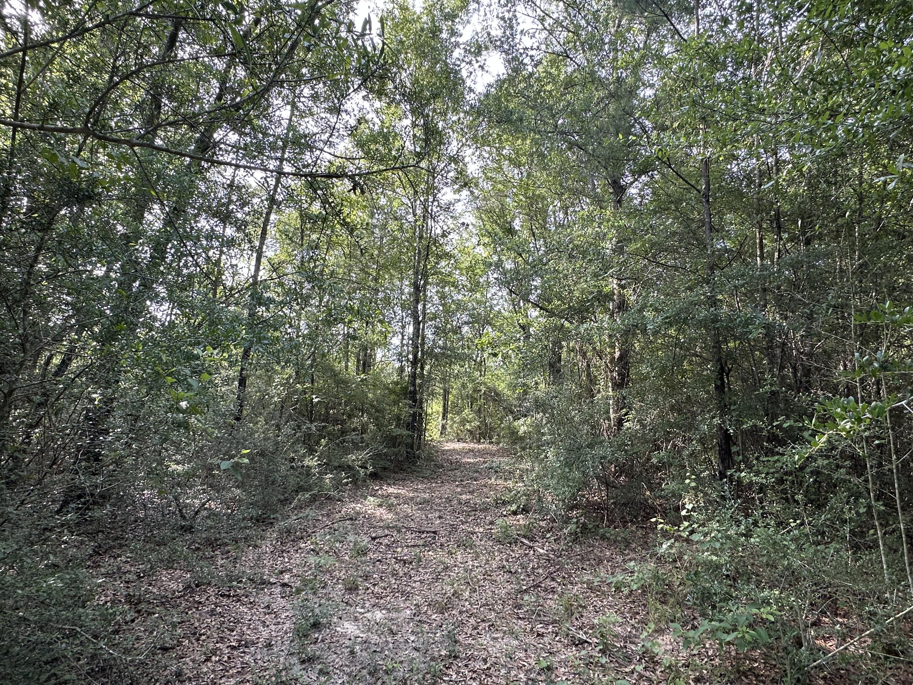 80-ac Old River Road Baker, FL 32531 - Photo 52 of 52 a view of a forest with trees in the background