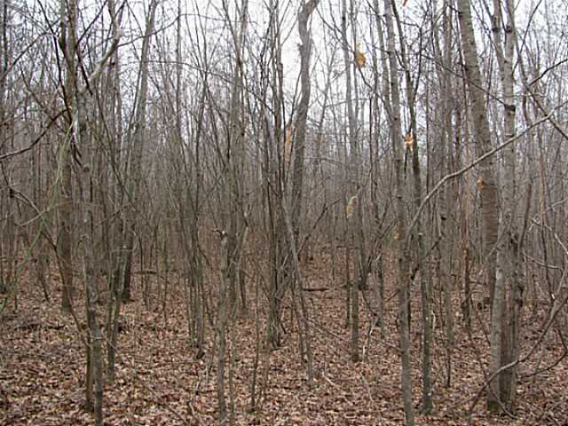 0 McCullough Road Morris Chapel, TN 38361 - Photo 4 of 6