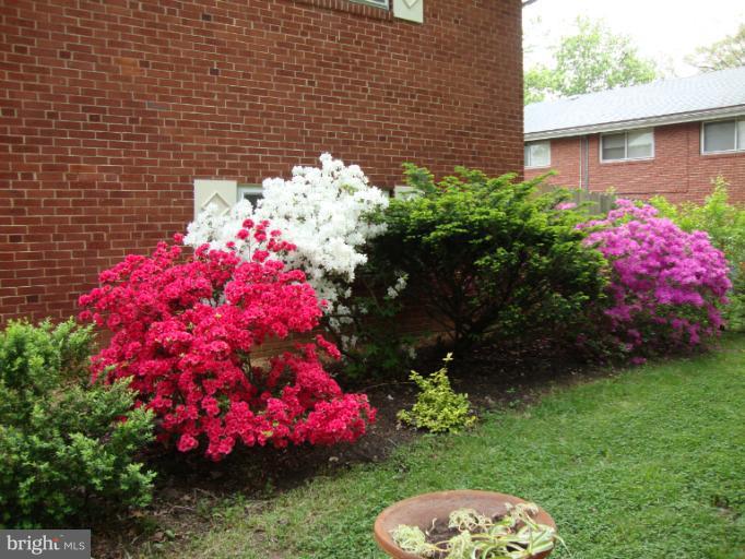 1908 Franwall Avenue Silver Spring, MD 20902 - Photo 20 of 29 Azaleas in Bloom