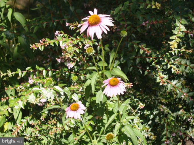 1908 Franwall Avenue Silver Spring, MD 20902 - Photo 10 of 29 Flower Garden