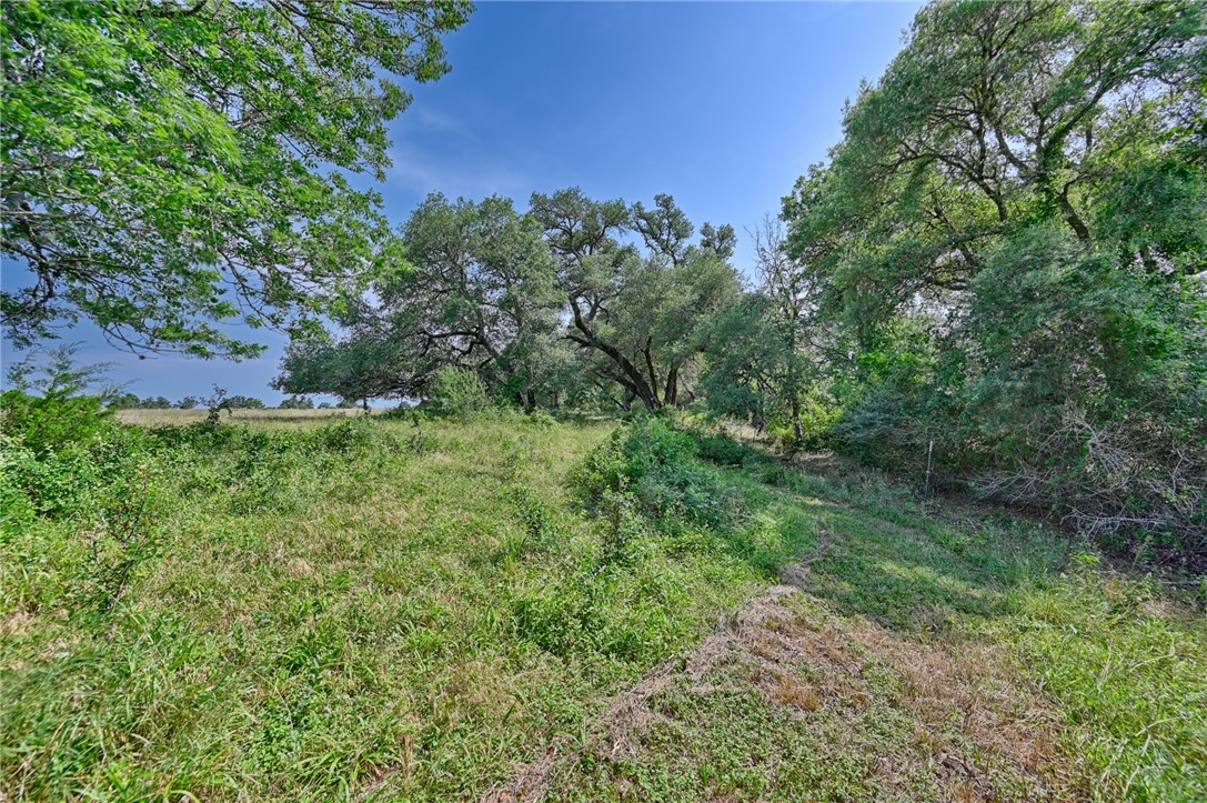 2120 Hohenwalde School Road Brenham, TX 77833 - Photo 26 of 30 a view of a lush green forest