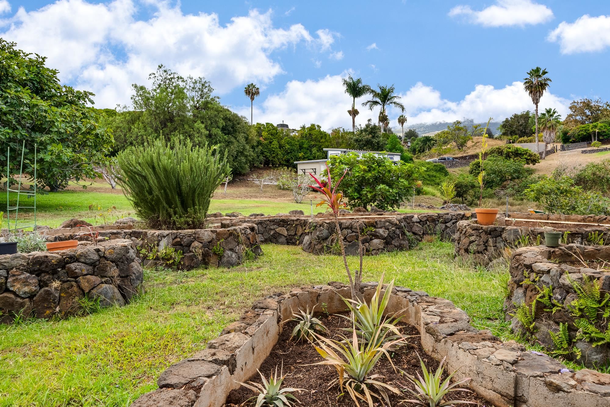 20 Pea Place Kula, HI 96790 - Photo 30 of 49 a view of a garden with plants