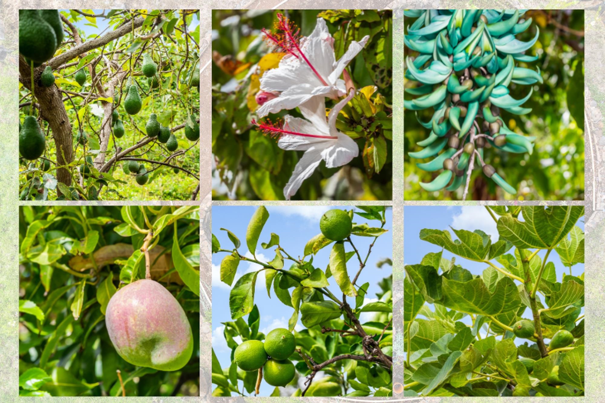 20 Pea Place Kula, HI 96790 - Photo 39 of 49 a backyard of a house with lots of green space