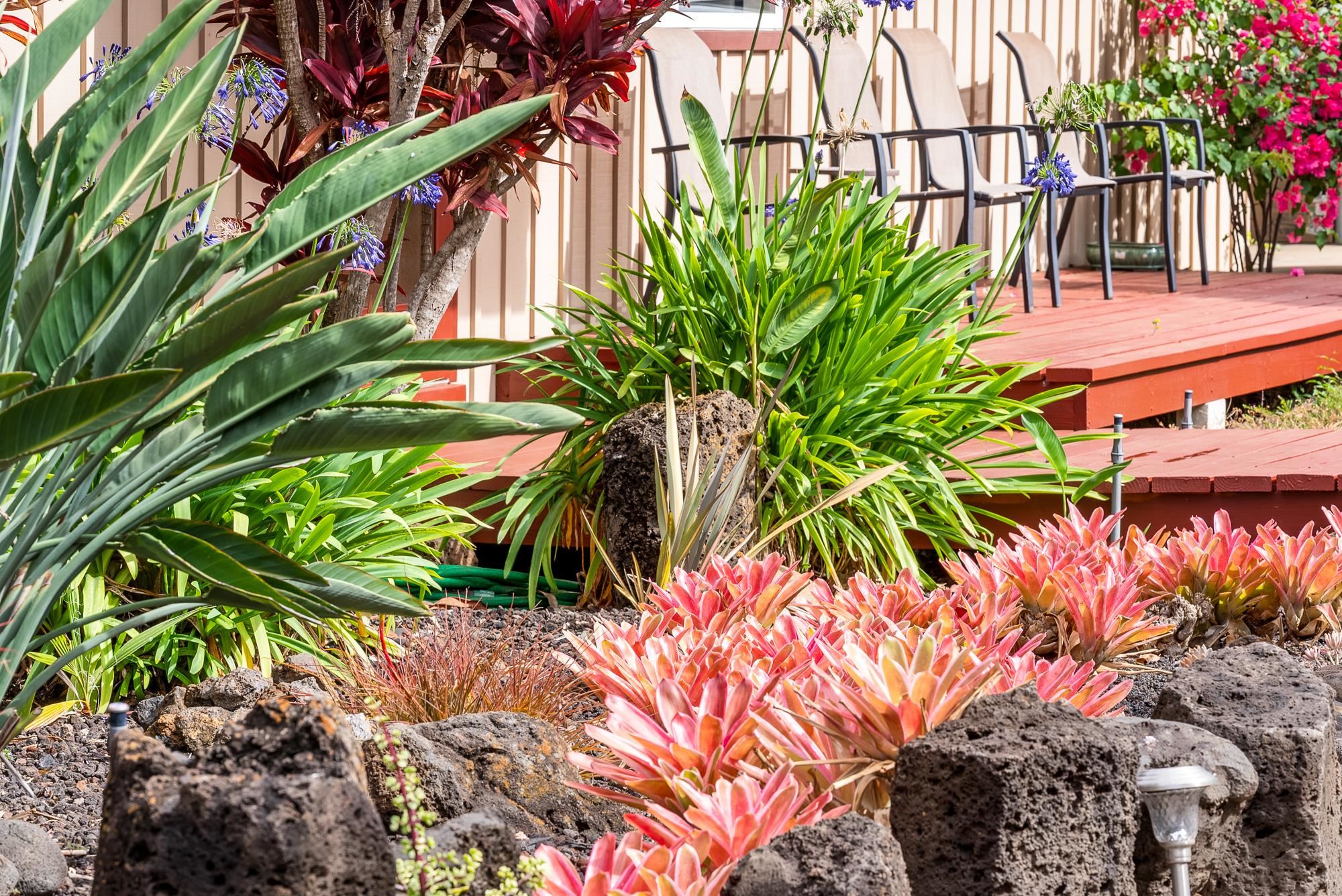 20 Pea Place Kula, HI 96790 - Photo 42 of 49 a plant that is sitting in the backyard of a house