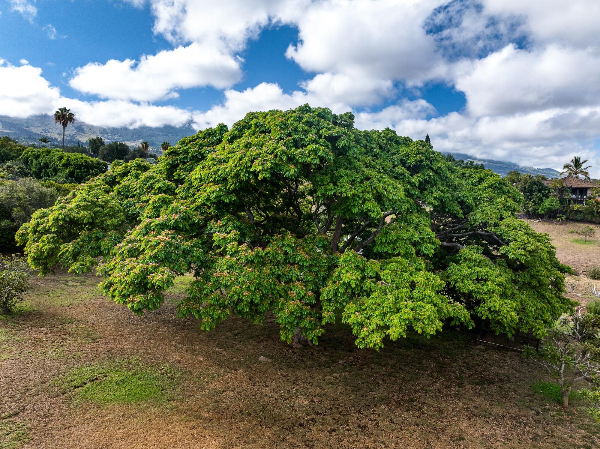 20 Pea Place Kula, HI 96790 - Photo 43 of 49 a view of a yard with plants and a trees