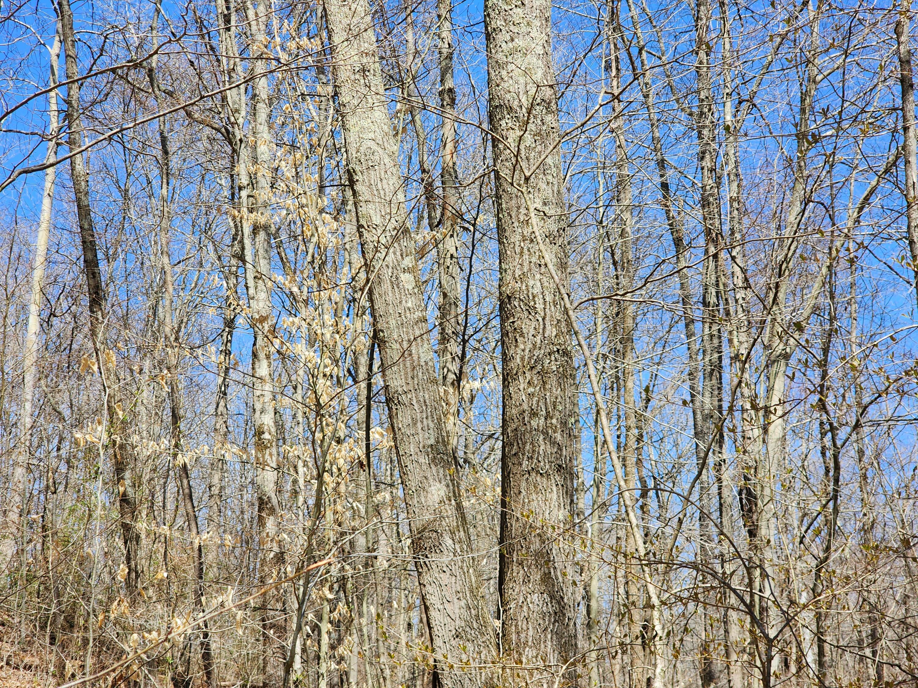 0 Halleys Ridge Road Caldwell, OH 43724 - Photo 67 of 69 IMG_20230502_143904