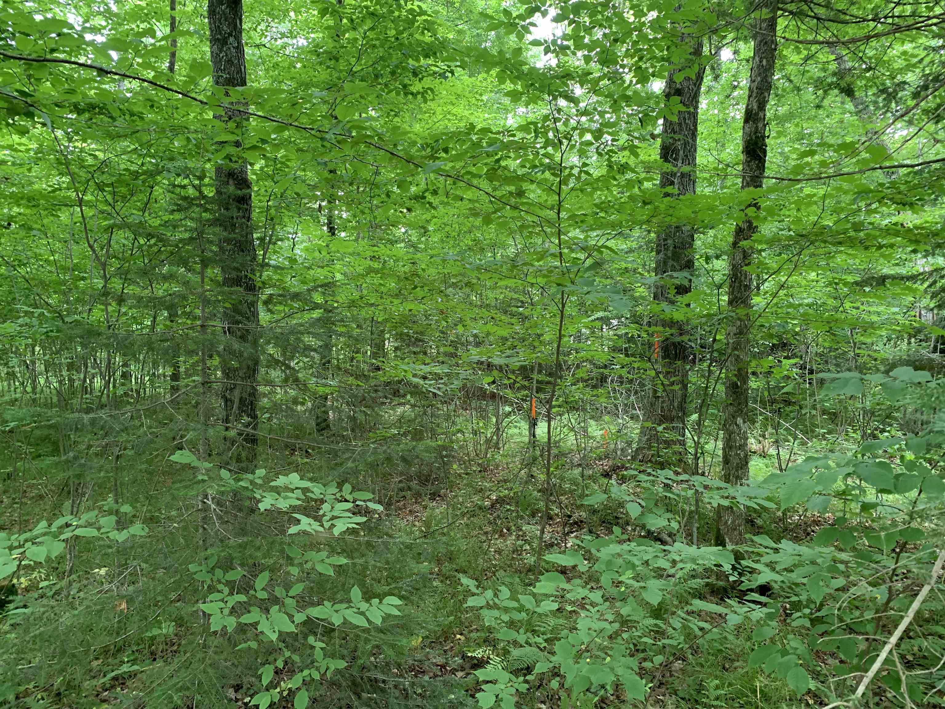 0 Smt Wds Lane Gleason, WI 54435 - Photo 14 of 17