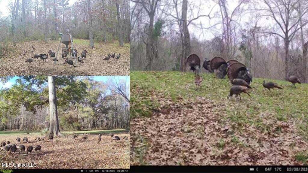 1 Rodney Bend Road Lorman, MS 39096 - Photo 3 of 20 20250707195749801219000000-o