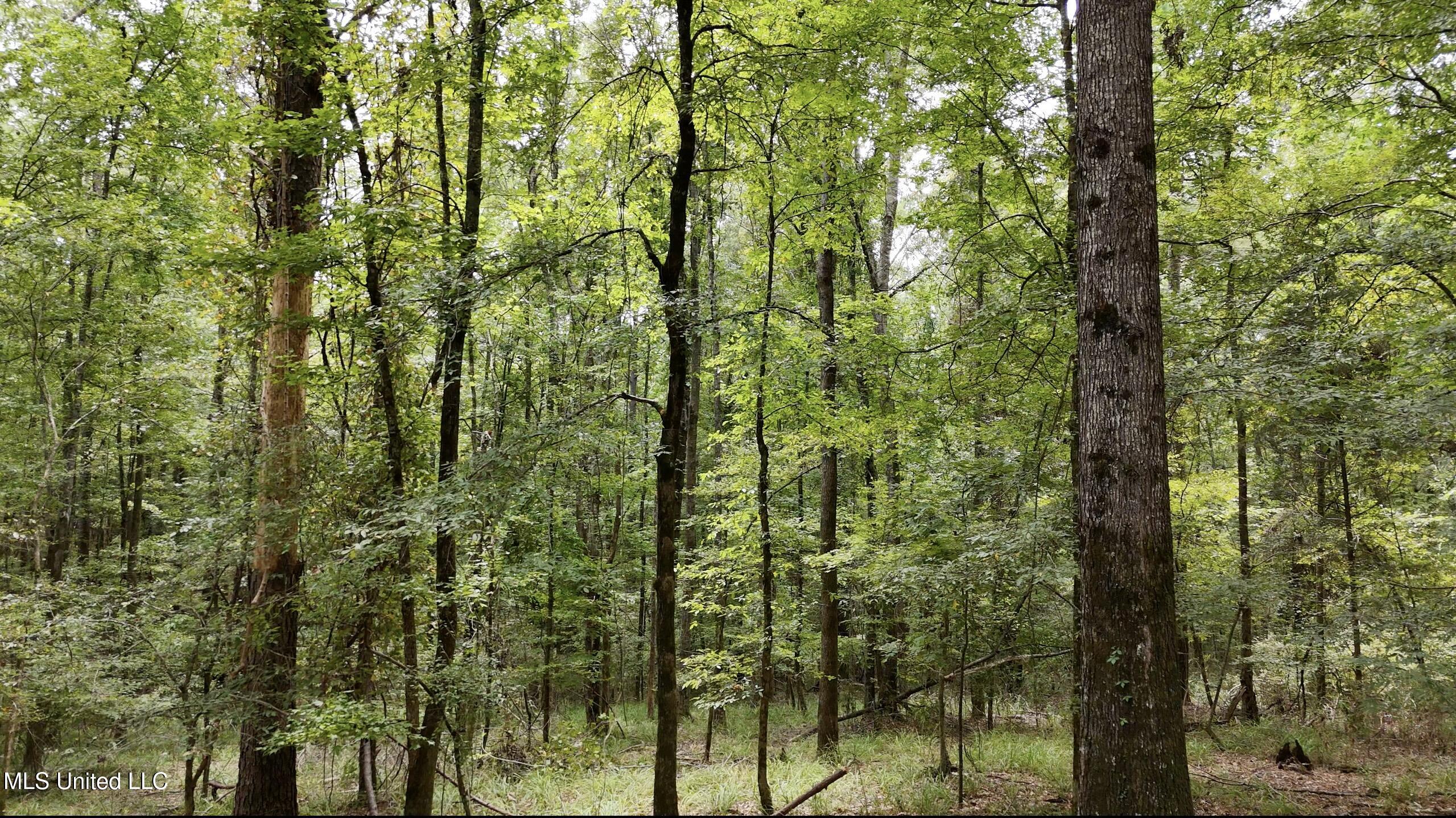 0 Shelby Road Hermanville, MS 39086 - Photo 11 of 23 Screen Shot 2025-09-05 at 10.13.06 AM
