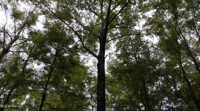 $1,151,752 | 0 Shelby Road, Hermanville, MS 39086