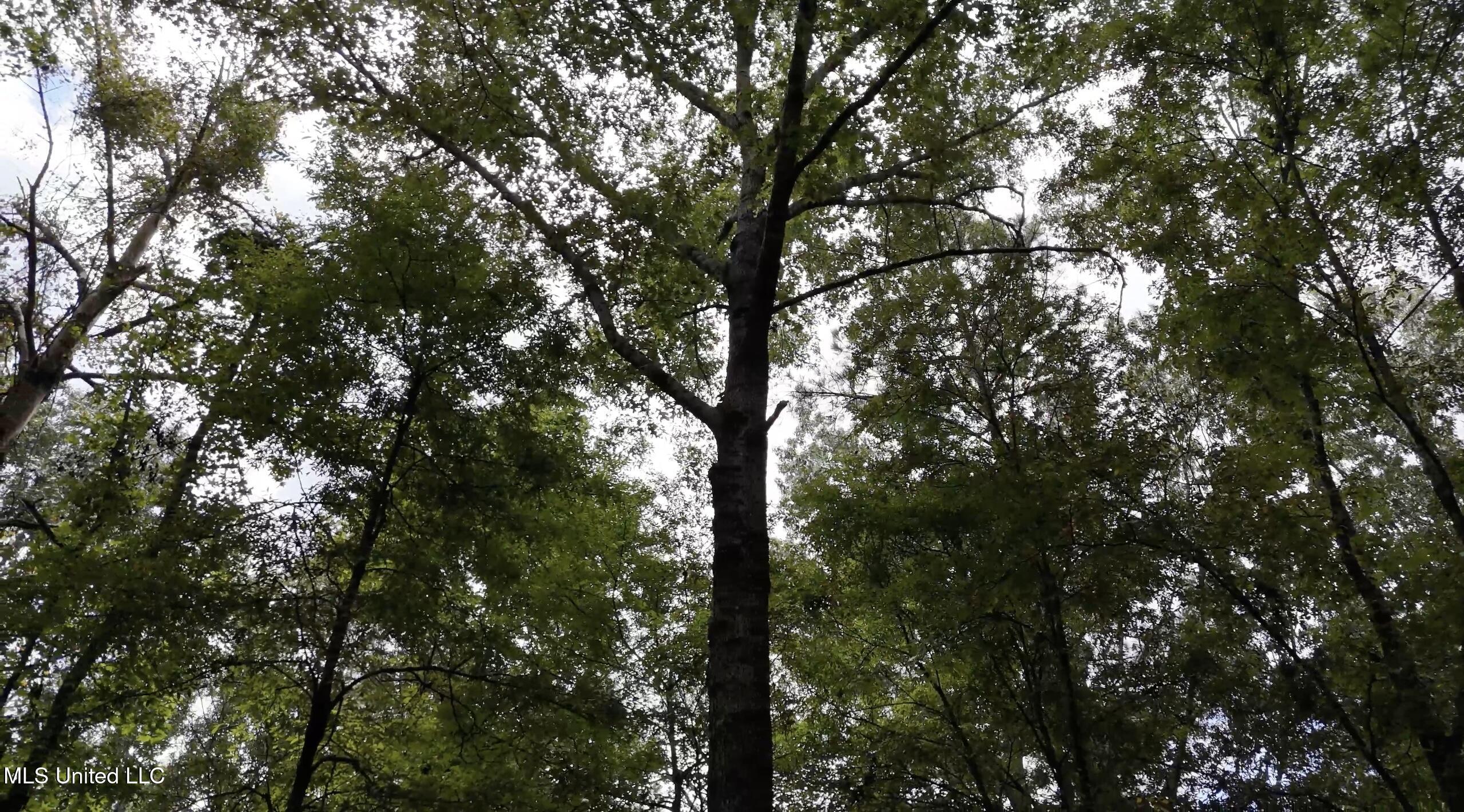 0 Shelby Road Hermanville, MS 39086 - Photo 7 of 23 Screen Shot 2025-09-05 at 9.06.46 AM