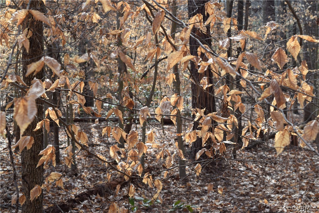 373 Hamlet Road Manakin-Sabot, VA 23103 - Photo 21 of 49 a view of a tree