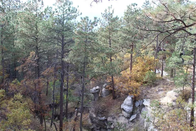a view of a forest with lots of trees
