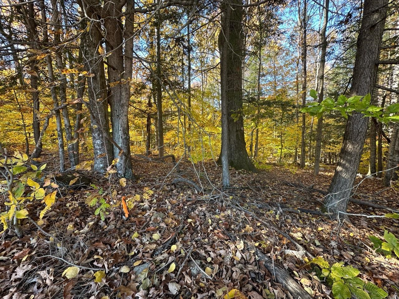 184 Dupre Drive Guilford, VT 05301 - Photo 2 of 10