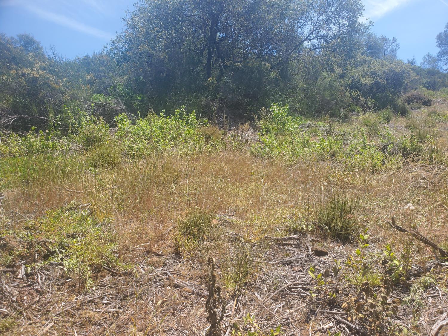 1190 Jurgens Road Rescue, CA 95672 - Photo 21 of 29 a view of a yard with a tree
