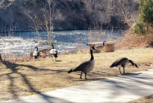 a view of swimming pool with lawn chairs and plants