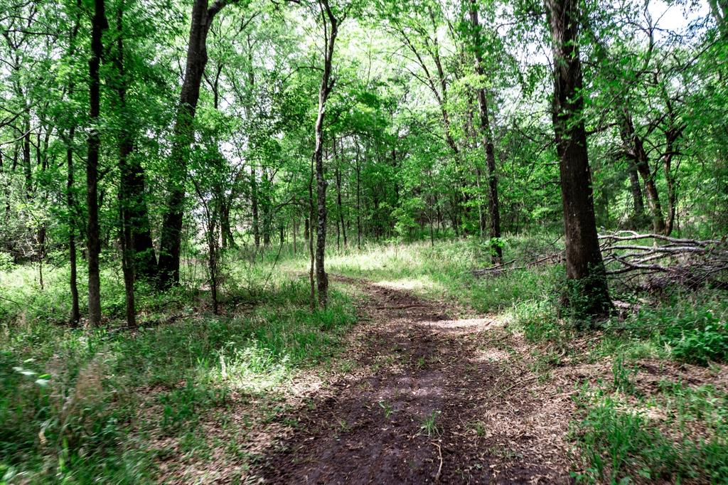 0 Fm 2101 Stuart, TX 74570 - Photo 31 of 32 a view of a lush green forest