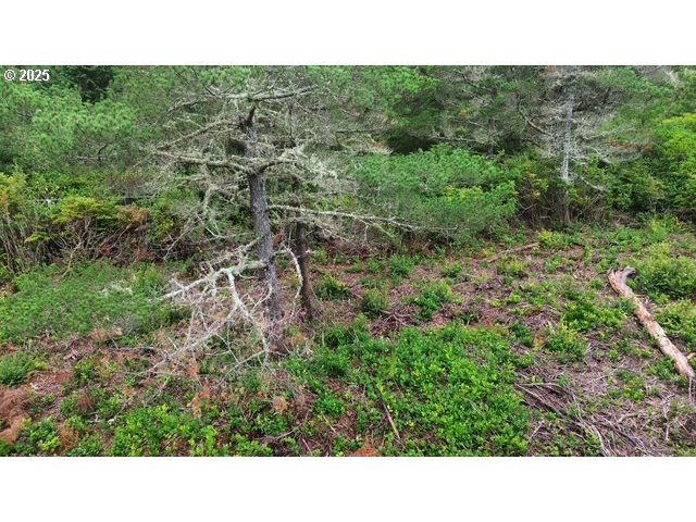 4 Bonnett Way Florence, OR 97439 - Photo 11 of 17 a open area with lots of trees