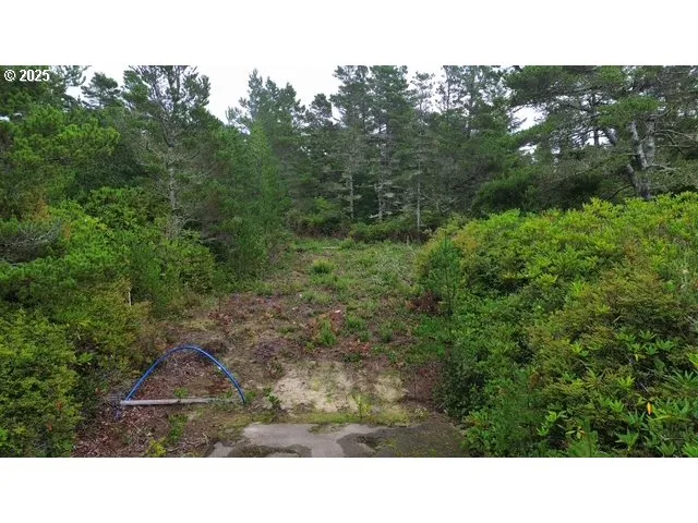 a black and white photo of a forest
