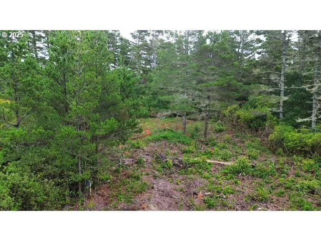 a open area with trees in the background
