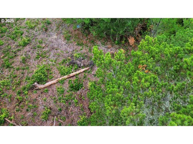 4 Bonnett Way Florence, OR 97439 - Photo 8 of 17 a black and white photo of a forest