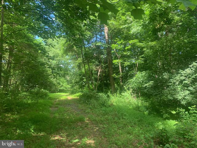5353 Cito Road McConnellsburg, PA 17233 - Photo 1 of 15 Serene woodland path awaits exploration.