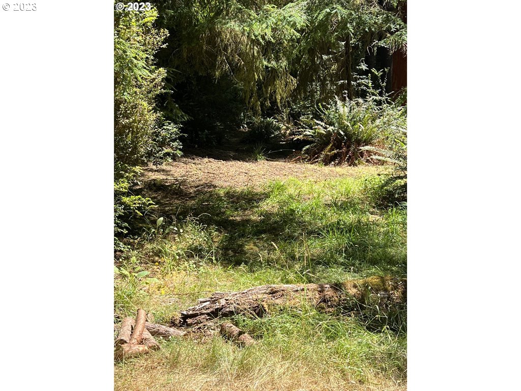 5350 Boy Scout Road Florence, OR 97439 - Photo 1 of 3 a view of a yard with yellow plants