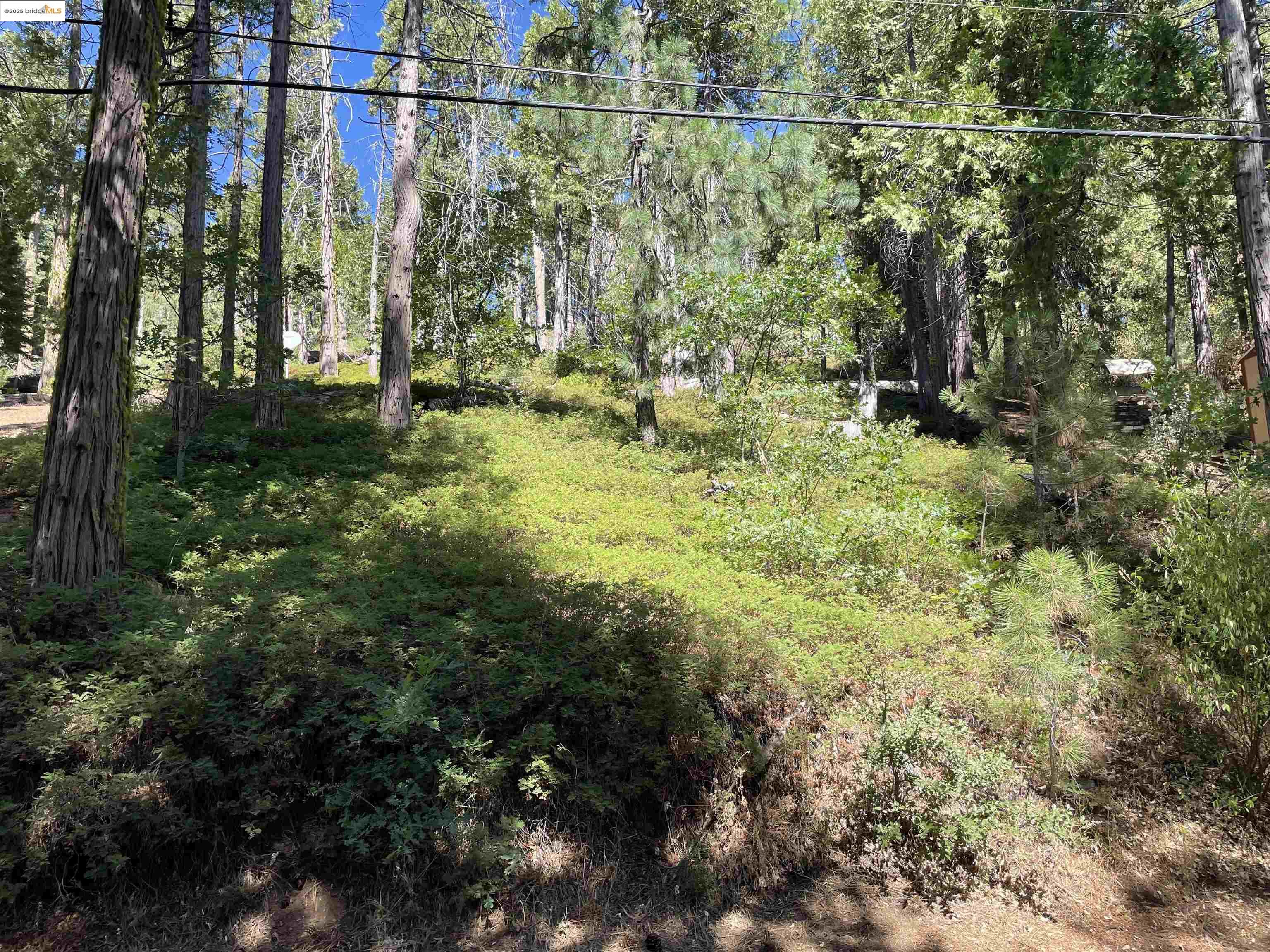 a view of a yard with a tree