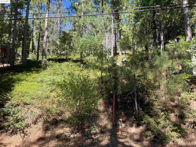 a view of a yard with a tree