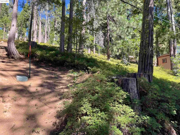 a view of backyard with tree