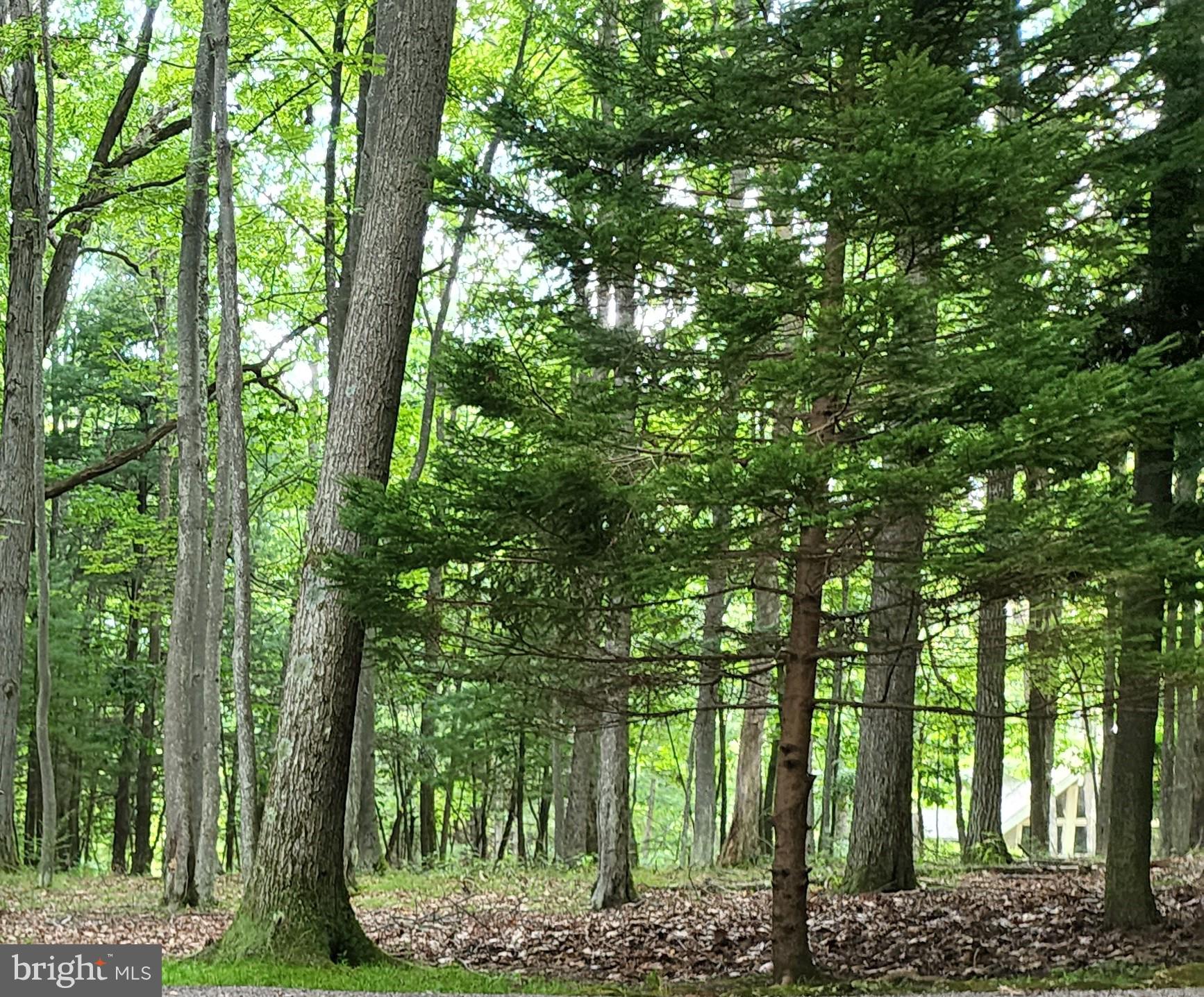 Sandy Beach Lane Oakland, MD 21550 - Photo 2 of 10