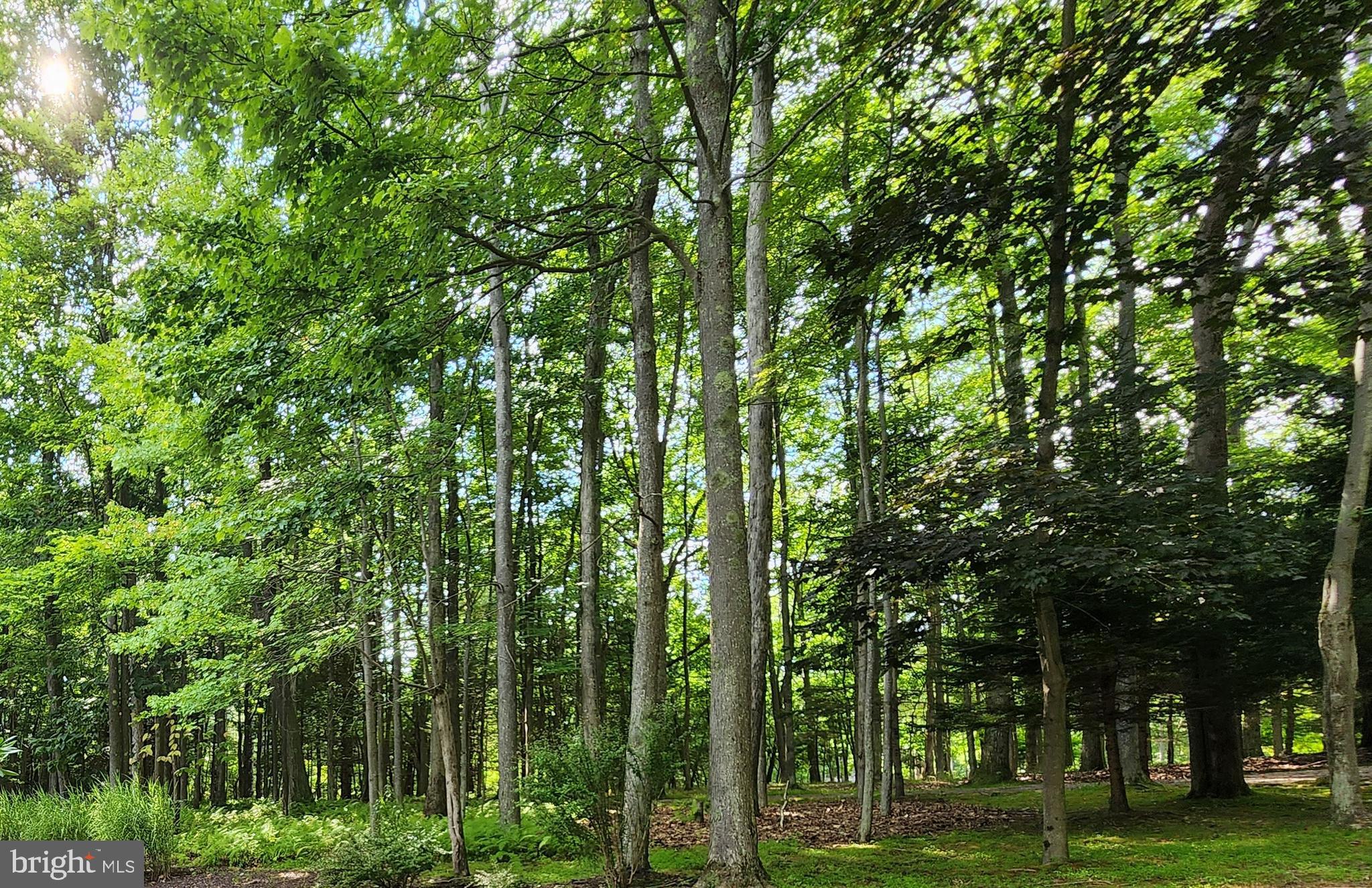 Sandy Beach Lane Oakland, MD 21550 - Photo 3 of 10