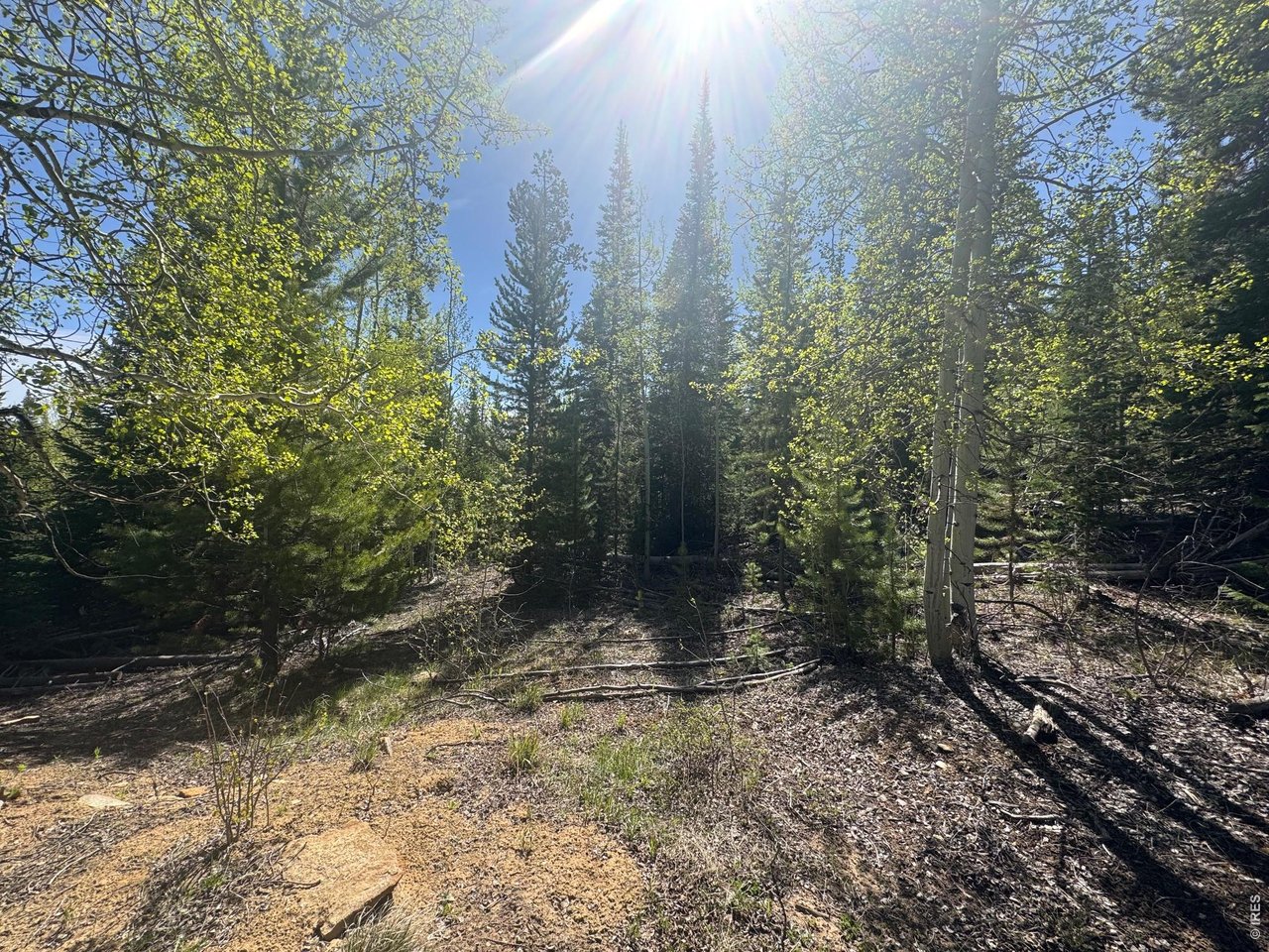 44 Wilderness Road Walden, CO 80430 - Photo 2 of 8 a view of a forest filled with trees