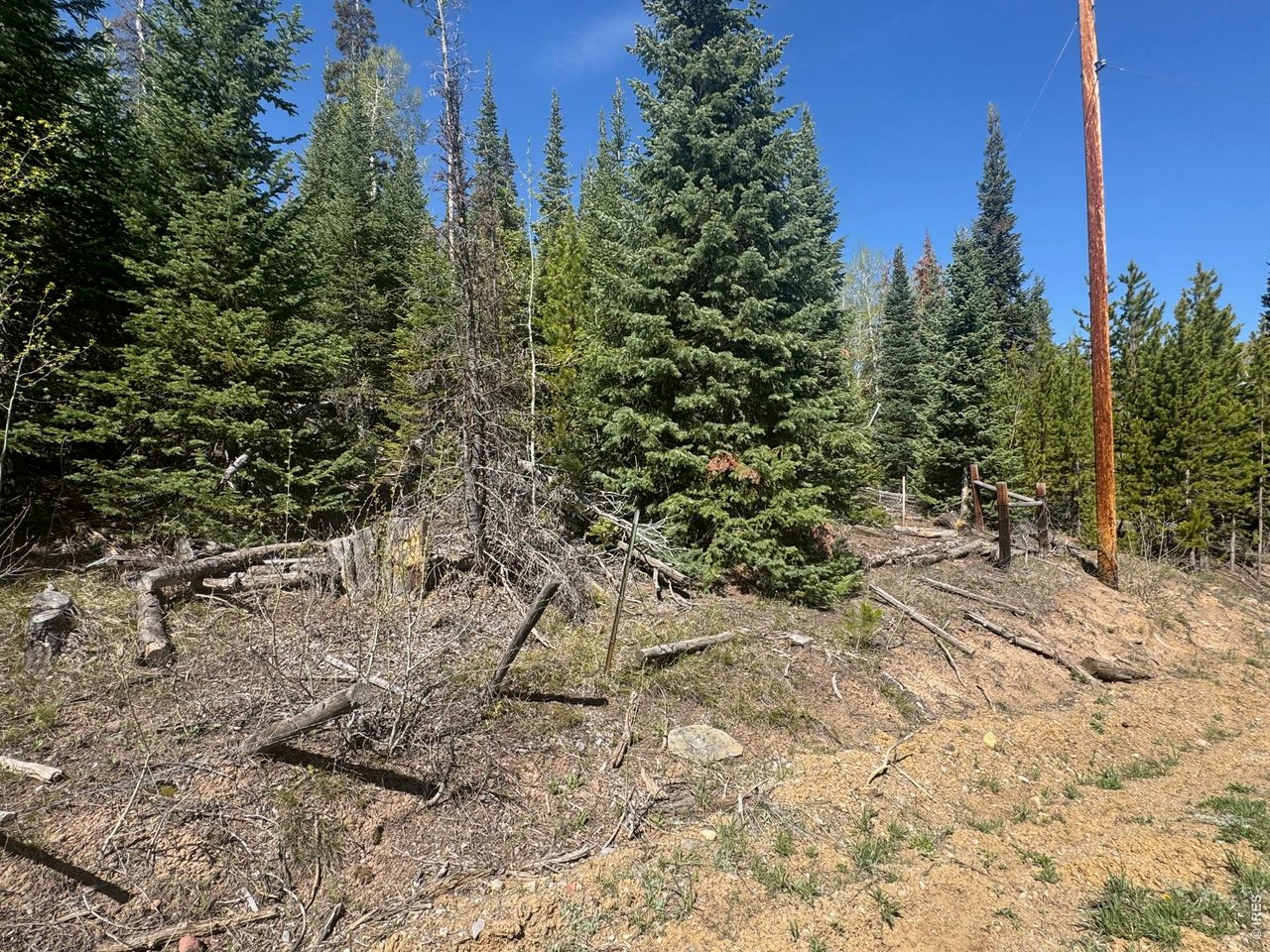 44 Wilderness Road Walden, CO 80430 - Photo 5 of 8 a view of a yard with plants and trees