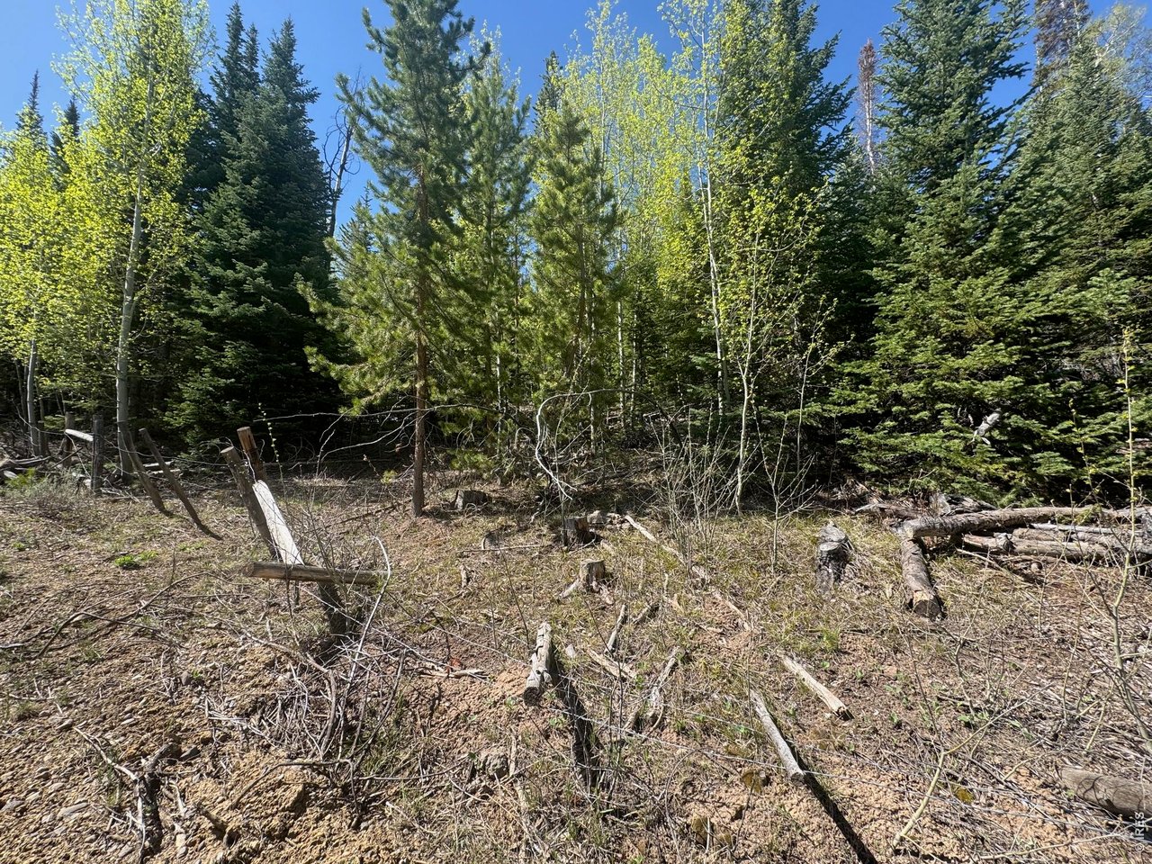44 Wilderness Road Walden, CO 80430 - Photo 6 of 8 a view of a forest with a bench and trees