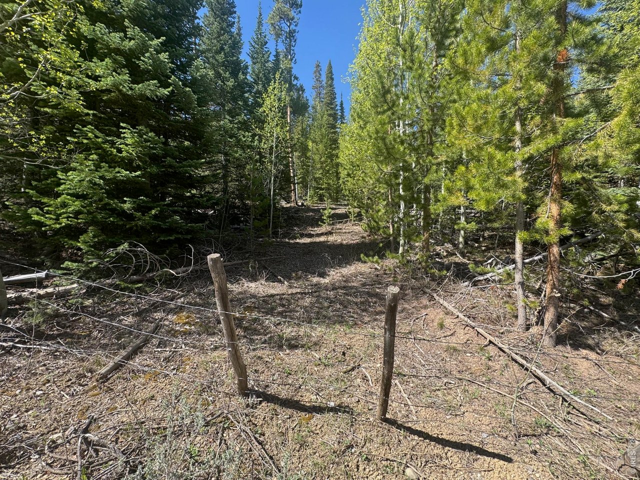 44 Wilderness Road Walden, CO 80430 - Photo 7 of 8 a view of a yard with plants and trees