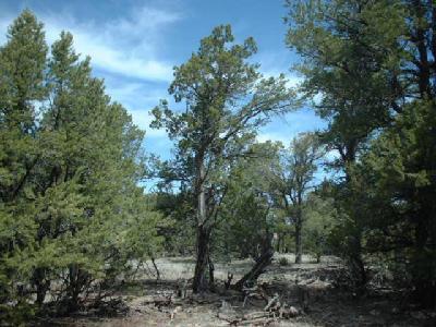 133 Woodlands Ranch Road Williams, AZ 86046 - Photo 1 of 2 Primary Photo