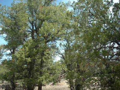 133 Woodlands Ranch Road Williams, AZ 86046 - Photo 2 of 2 Additional Photo