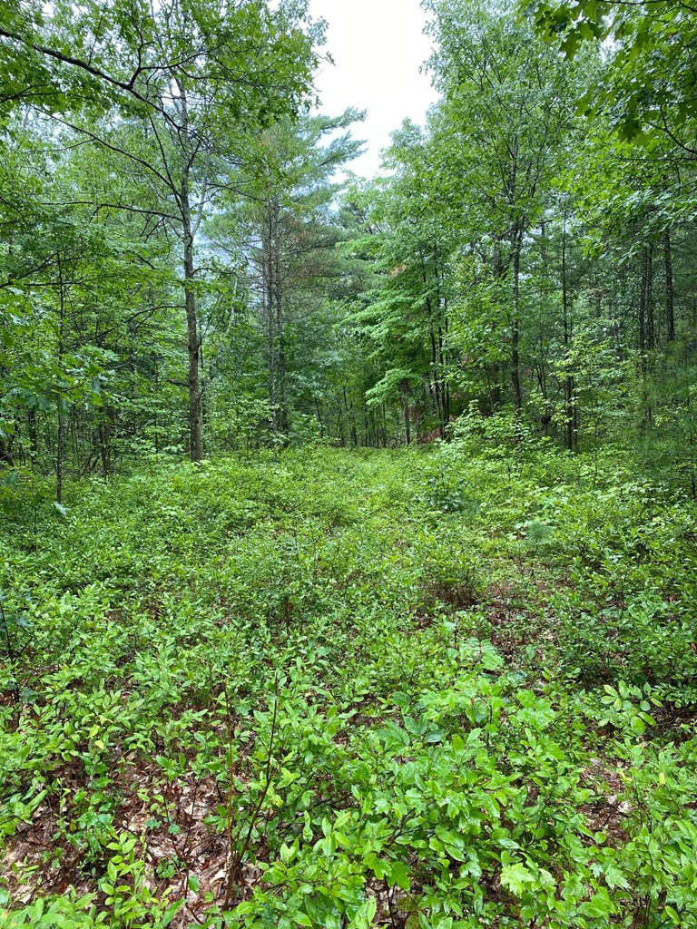 Lot 37 Plains Road Peru, NY 12972 - Photo 2 of 3 Gallery Image 2