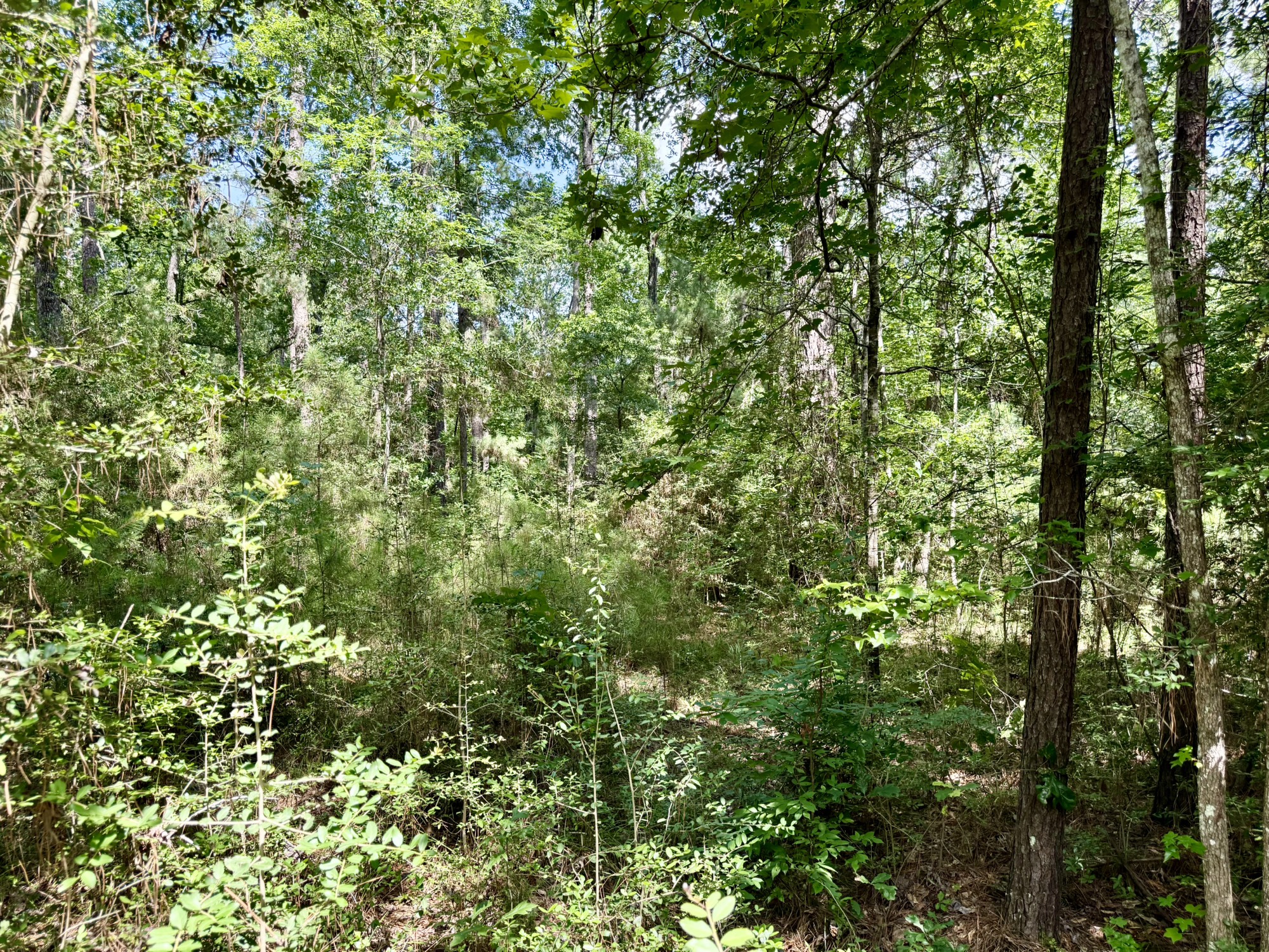 Tbd Tbd Spring Creek Drive Coldspring, TX 77331 - Photo 6 of 9