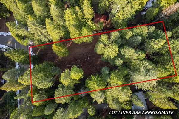 a view of a tree with a flower garden