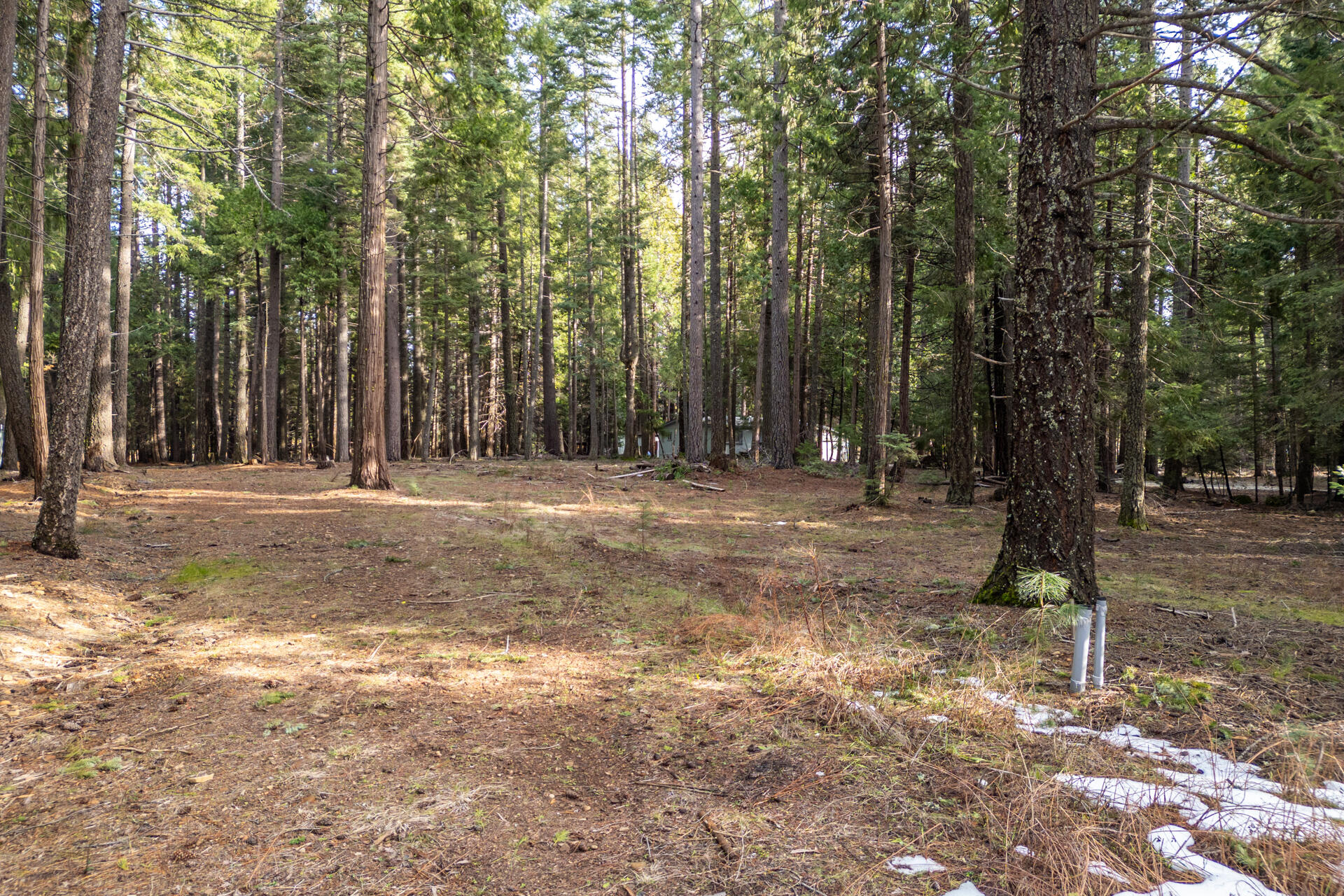 Thatcher Mill Road Shingletown, CA 96088 - Photo 6 of 14 a view of outdoor space with trees