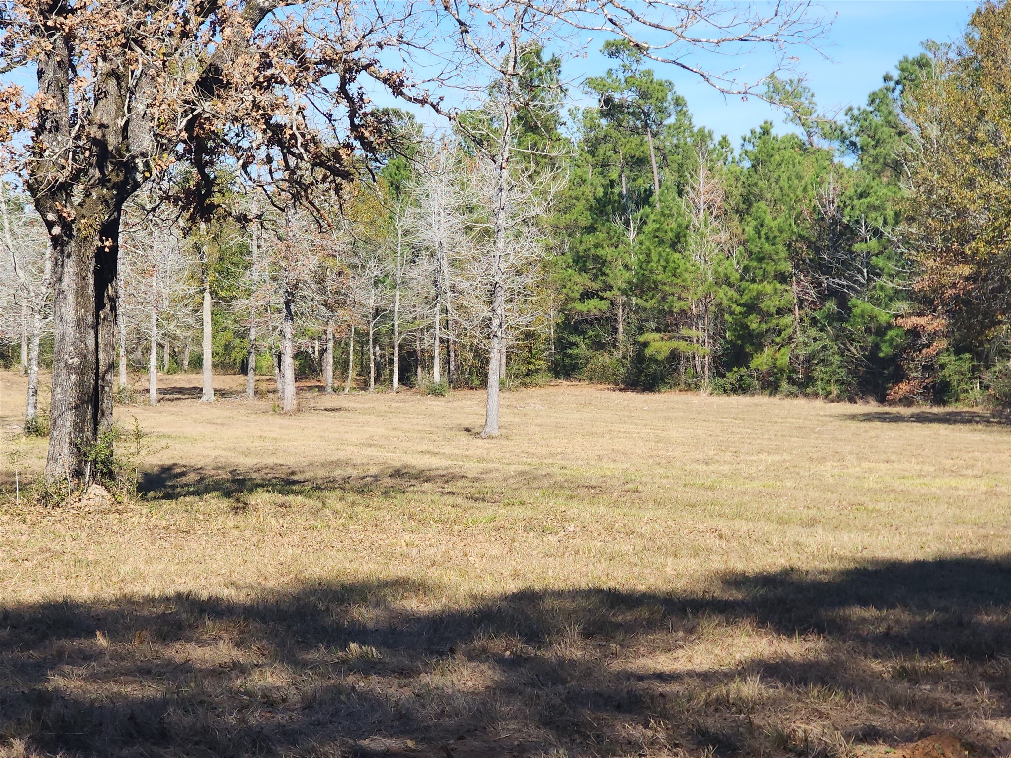 0 Bailey Grove Road Montgomery, TX 77356 - Photo 5 of 10 a view of back yard