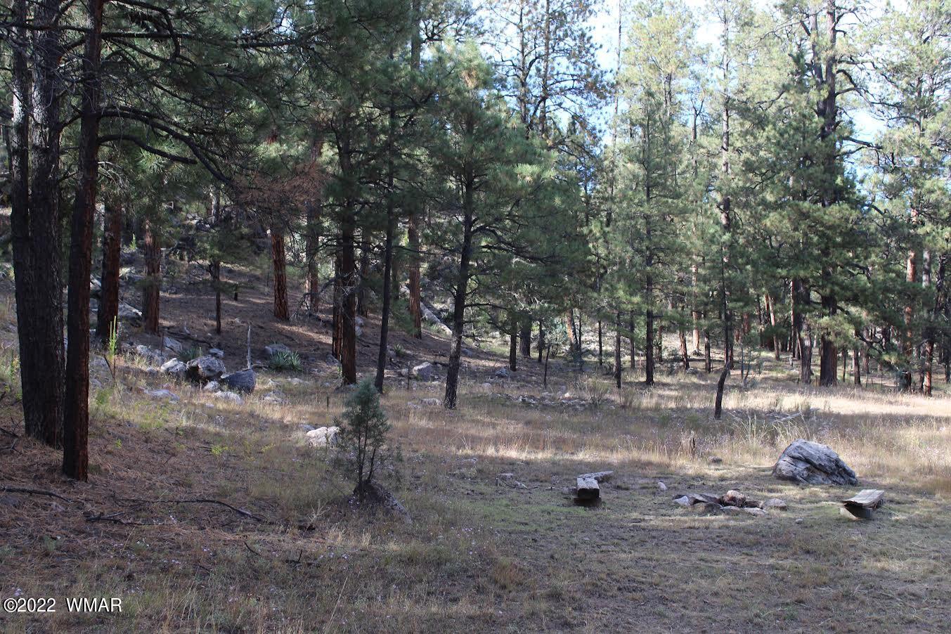 522 Forest Service 412 Road Overgaard, AZ 85933 - Photo 12 of 15 a view of a park with trees