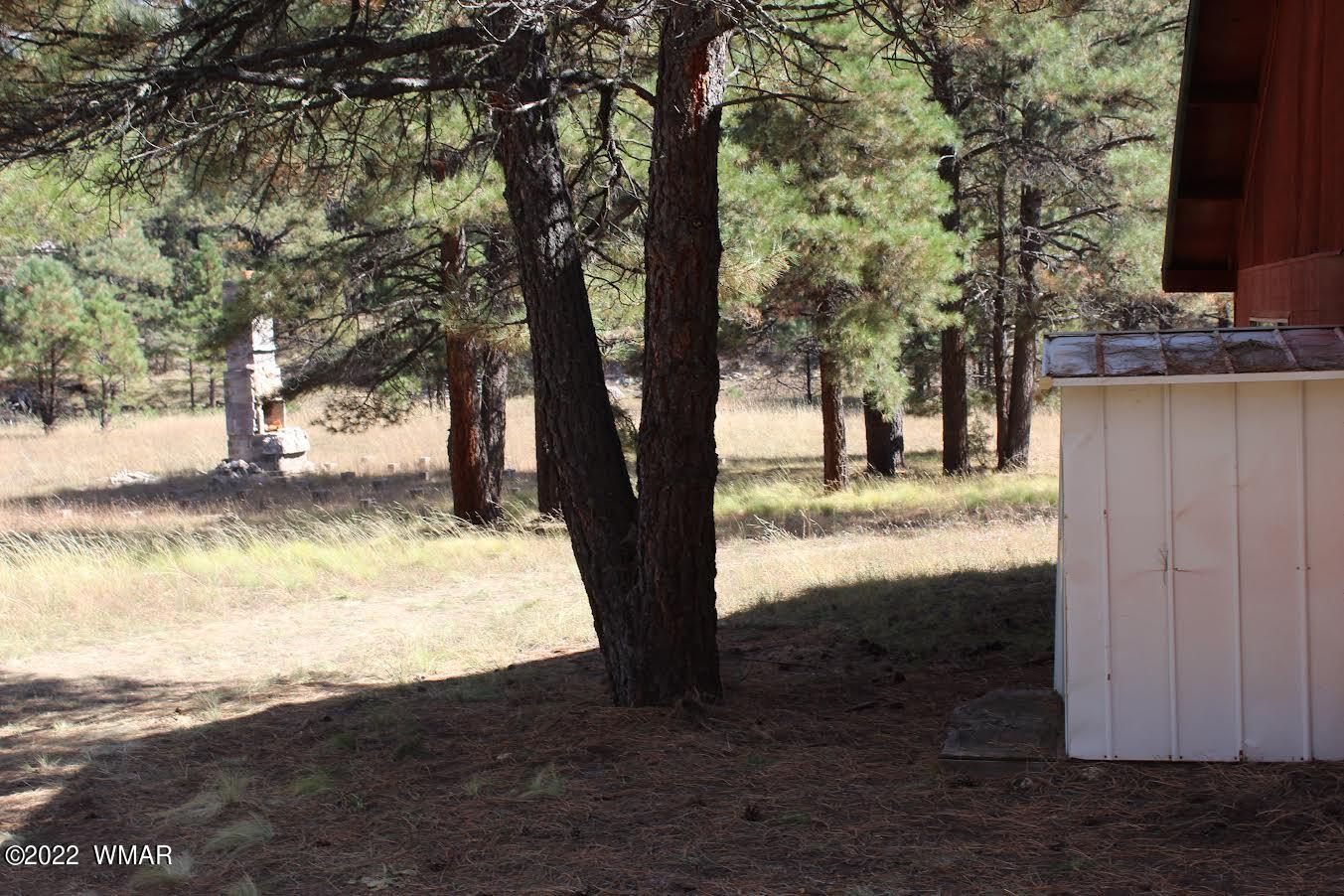 522 Forest Service 412 Road Overgaard, AZ 85933 - Photo 9 of 15 a view of back yard with green space