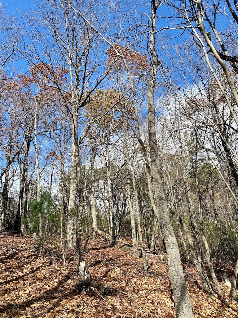 Foley Road Stuart, VA 24171 - Photo 21 of 31 Gallery Image 21