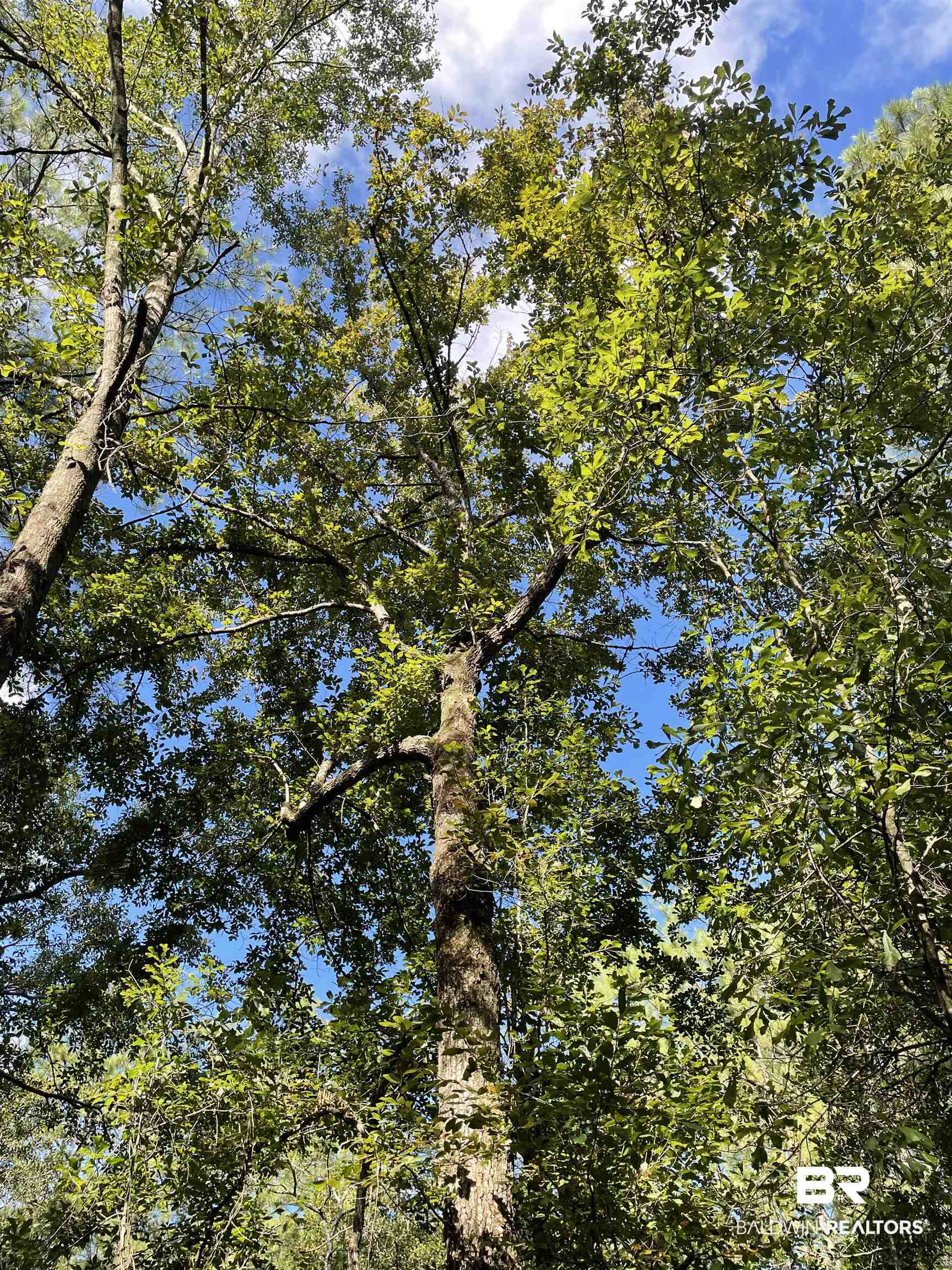 0 North Highway 43 Axis, AL 36505 - Photo 12 of 15