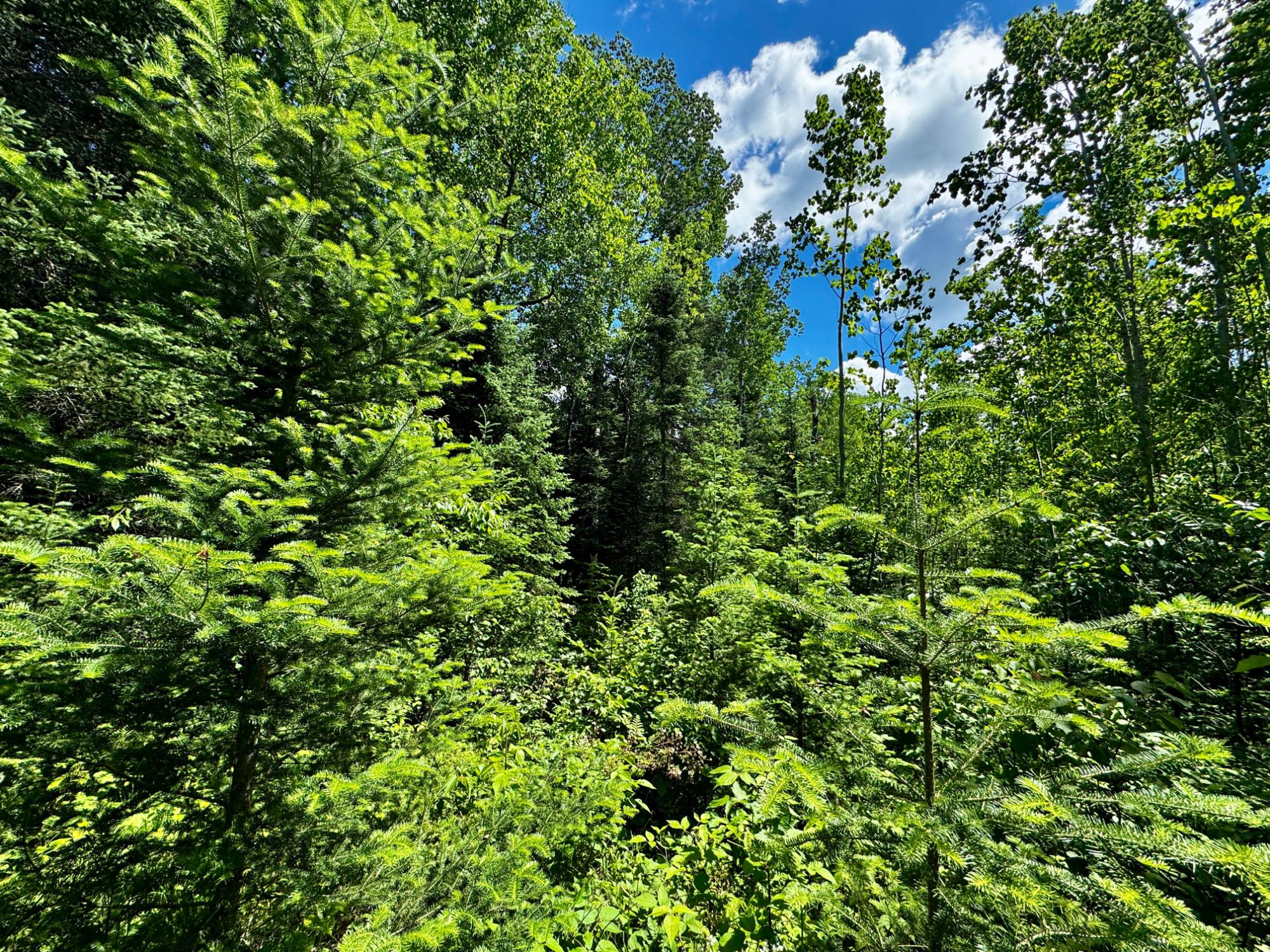 Nine Camp 9 Road Minocqua, WI 54548 - Photo 23 of 37 Gallery Image 23
